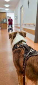 Impressionen - Tiergestützte Pädagogik Greven - Tierbegleithundeteam